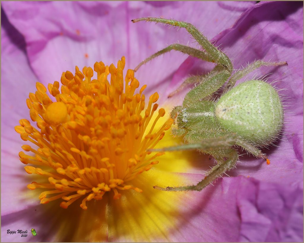 Heriaeus hirtus ?